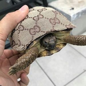 Meet your Posher, Chad